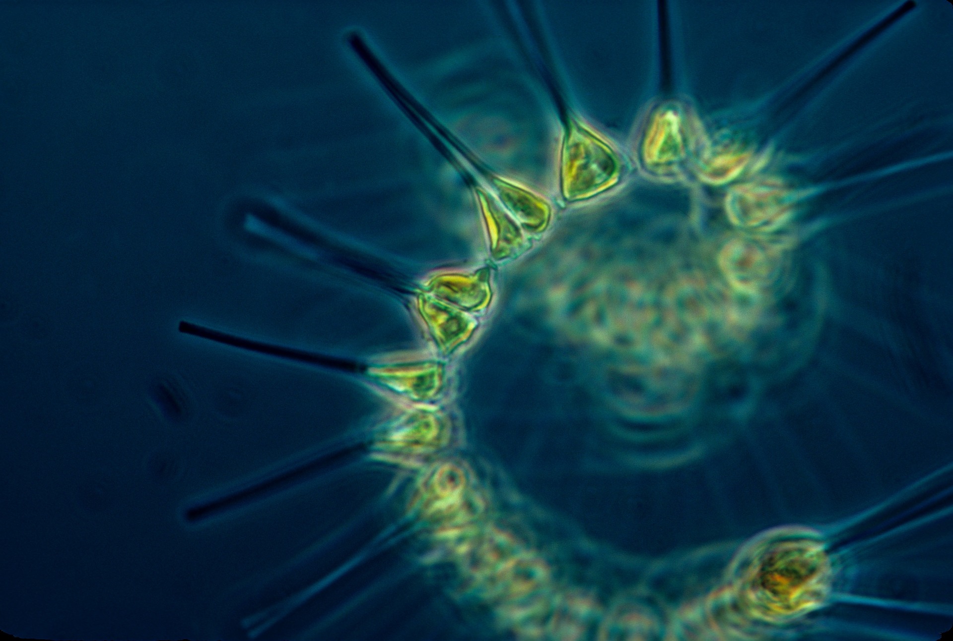 Tiny plankton wields biological ‘Gatling gun’ in microbial Wild West