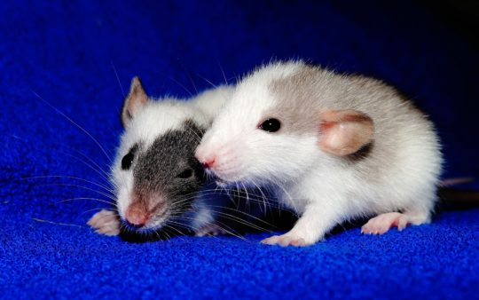 NEW RESEARCH FINDS BRAIN INJURY CAUSES IMPULSE CONTROL PROBLEMS IN RATS