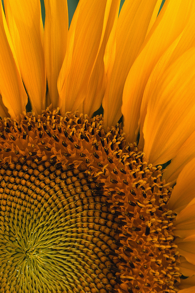 Publication of Sunflower Genome in Nature Will Accelerate Global Research and Breeding Programs