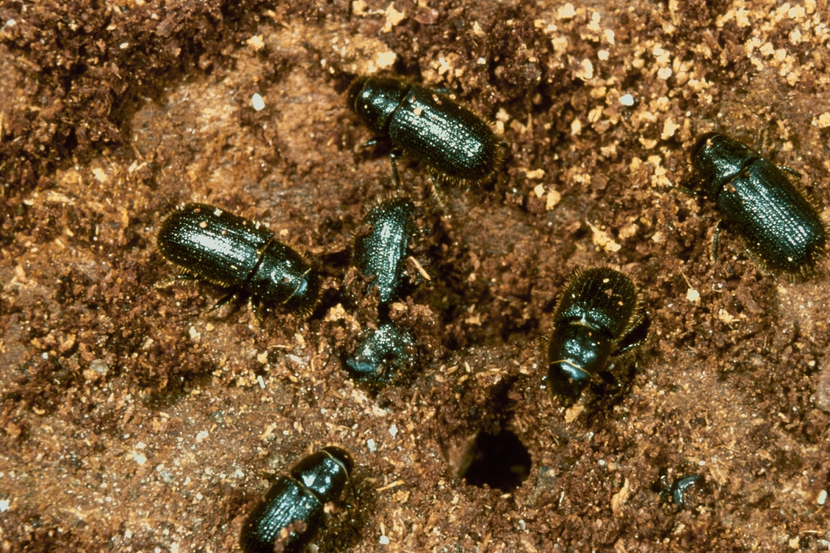 Spruce Beetles