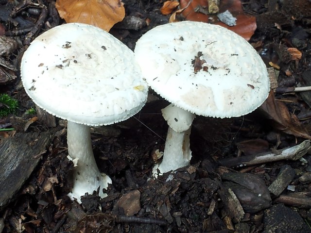 mushroom death cap