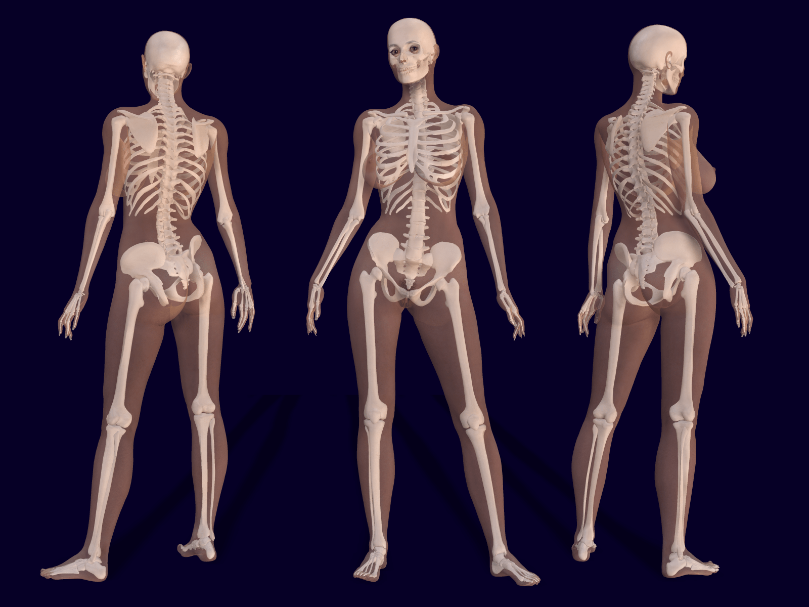 Skeletons 3D
