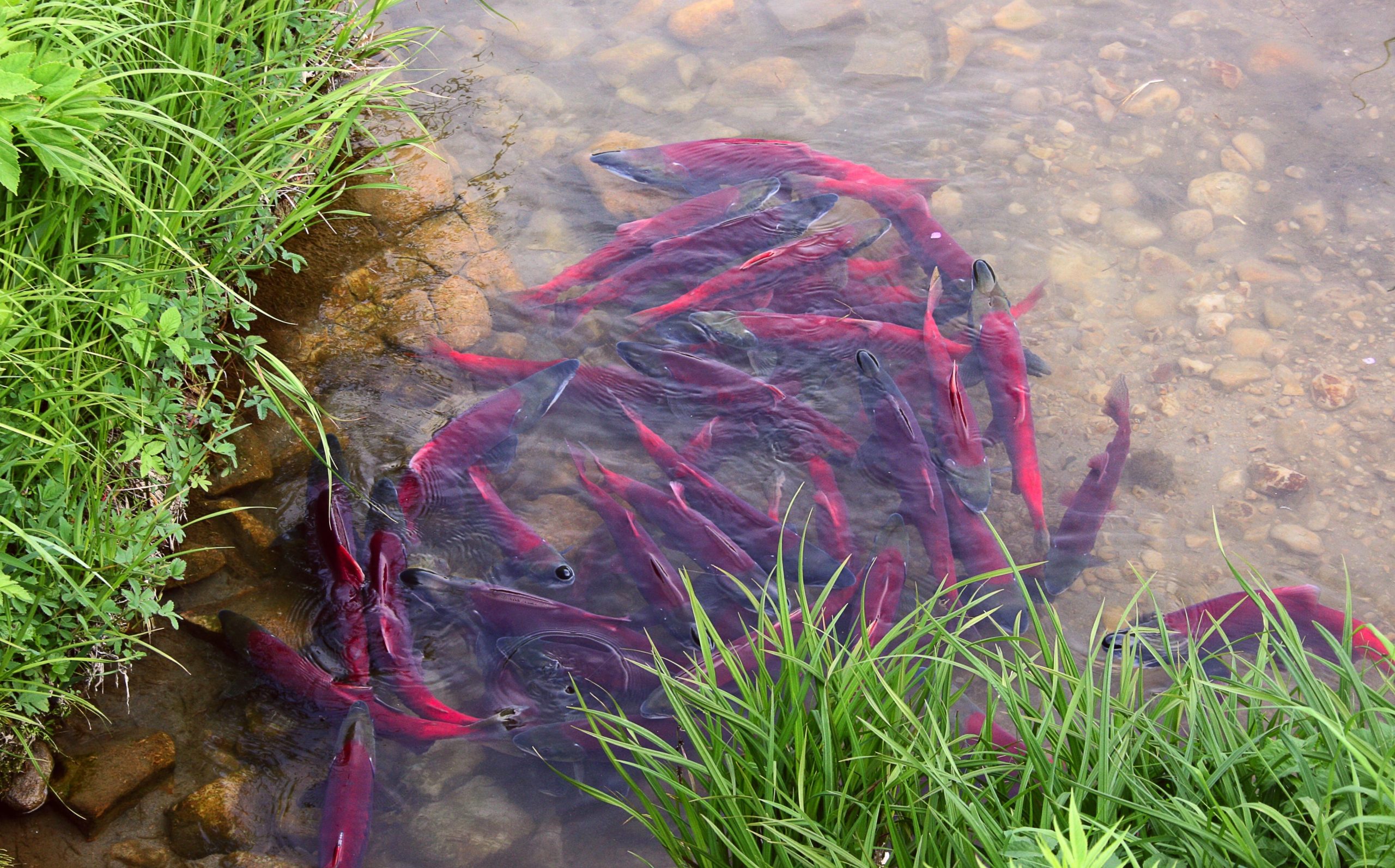 Salmon Genome BC