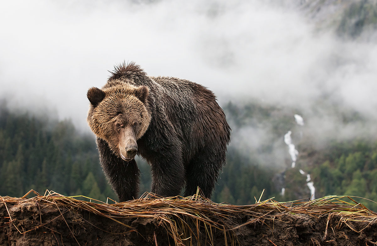 Genome BC grizzly
