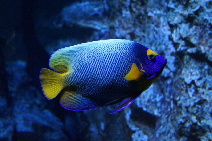 Fish