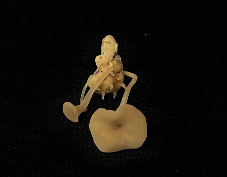 Mushroom germinated from pink sclerotia
