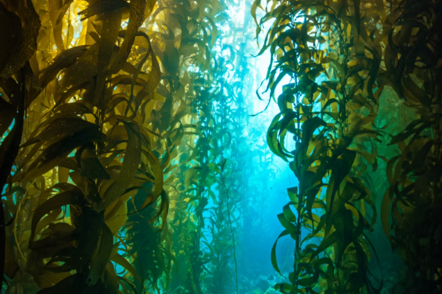 kelp forest