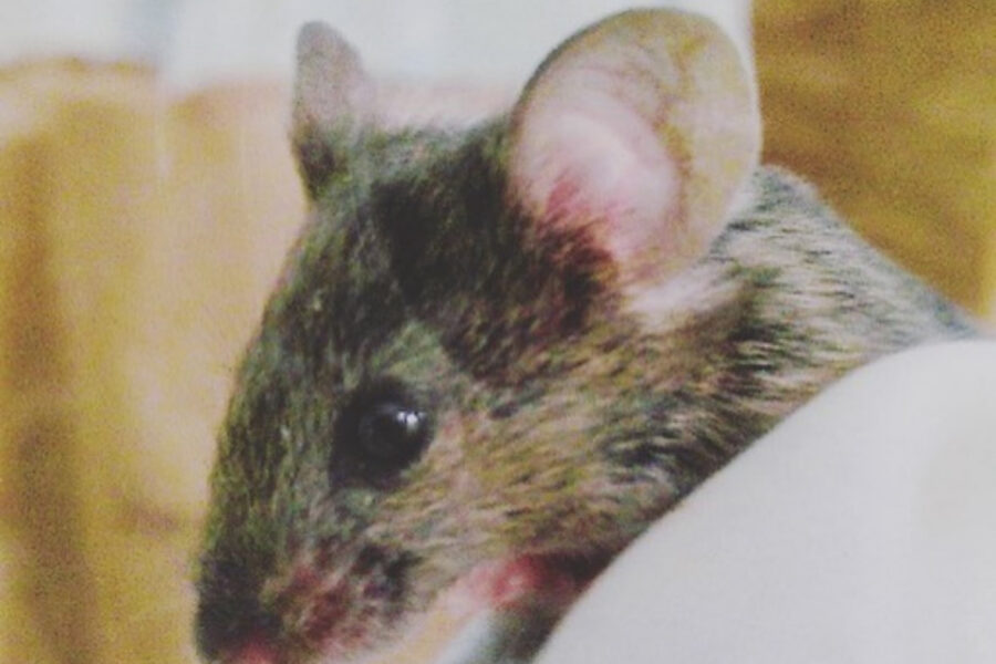 mouse from the gnoto core