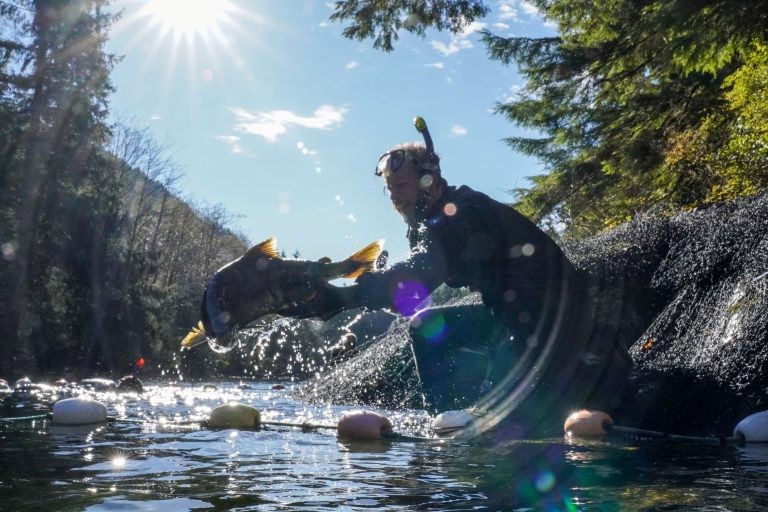 Returning Chinook to the river after sampling to strengthen genetic baselines for rivers and monitor for hatchery strays from other systems. Photo by Craig Ludsen.